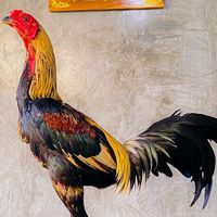 ซุ้มกูเอง 🐓