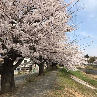 ミルクティーとキャラメル珈琲さんが投稿した安積町成田地域名所のお店笹原川の桜並木・ふれあい色彩桜の写真