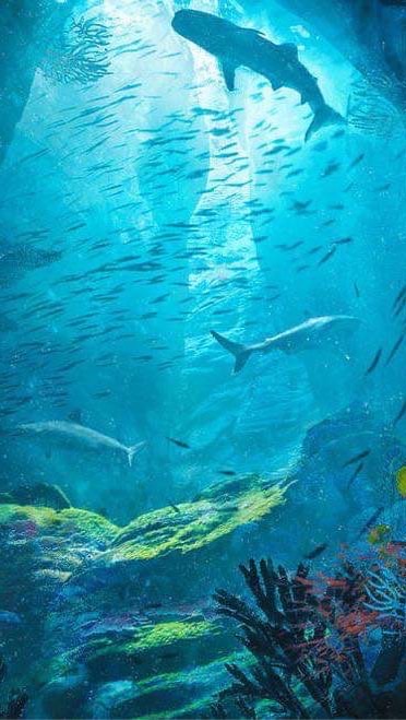 M Mermaid