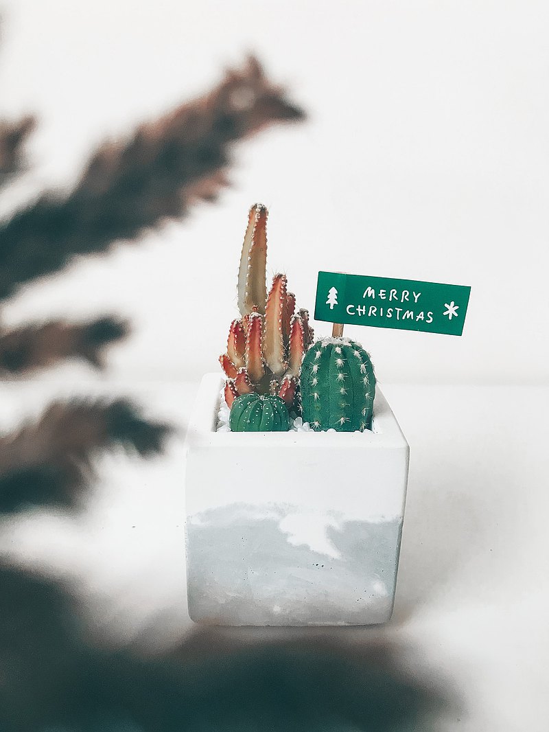 交換禮物首選-聖誕仙人掌盆栽，小人走走去⋯⋯ 好運快快來！