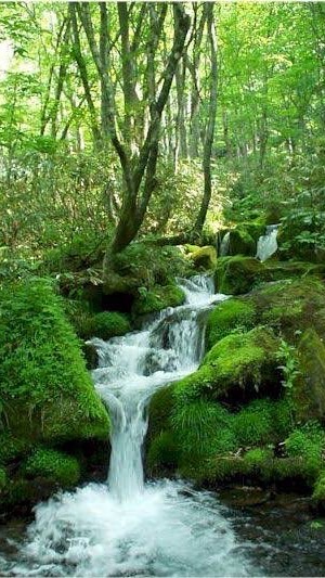 新規オープン　癒しの森🌳広場🌳