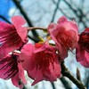 ２９才♀、この夏失恋しました。