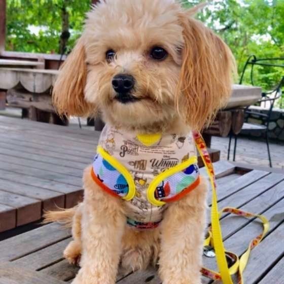 犬に生のイカは危険 万が一食べてしまったときの対処法は