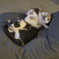 貓咪俱樂部