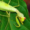 カマキリ好きな人雑談しよーぜ