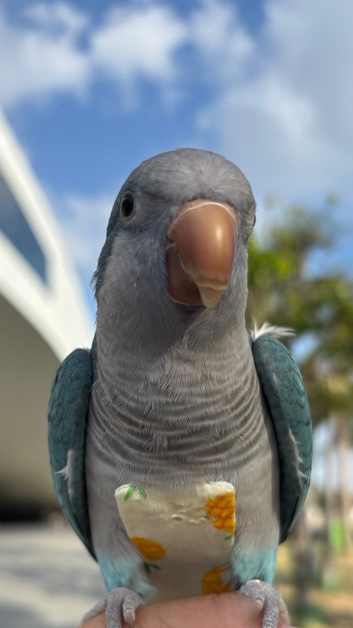 酷果鳥寶
