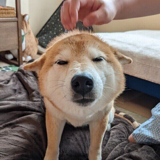 なでるのをやめると催促する 犬の甘える行動の心理 いぬのきもちnews