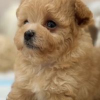 瑪爾泰迪、緬因貓，英短、美國捲耳貓專區