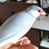 文鳥飼ってる人話そー飼ってない人も文鳥好き話そー