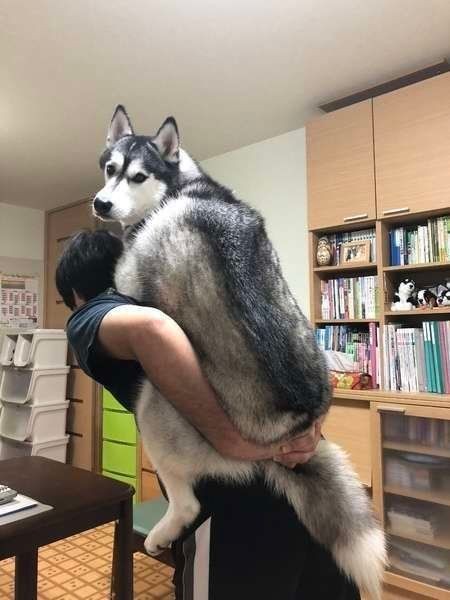 大型犬がいる暮らしの理想と現実 飼い主さんに聞いてみた