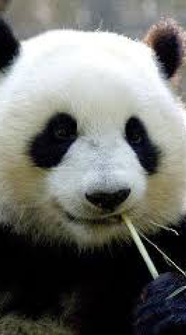 熊貓 大台中 新舊制研討會 foodpanda（東台中、西台中、大里、大甲、梧棲、豐原、東勢區）