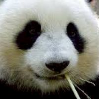 熊貓 大台中 新舊制研討會 foodpanda（東台中、西台中、大里、大甲、梧棲、豐原、東勢區）