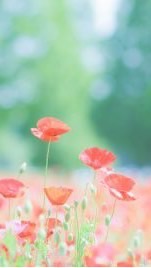 💠40代 50代💠アラフィフ💠楽しくお喋り部屋🌸女性限定🌸