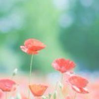 💠40代 50代💠アラフィフ💠楽しくお喋り部屋🌸女性限定🌸