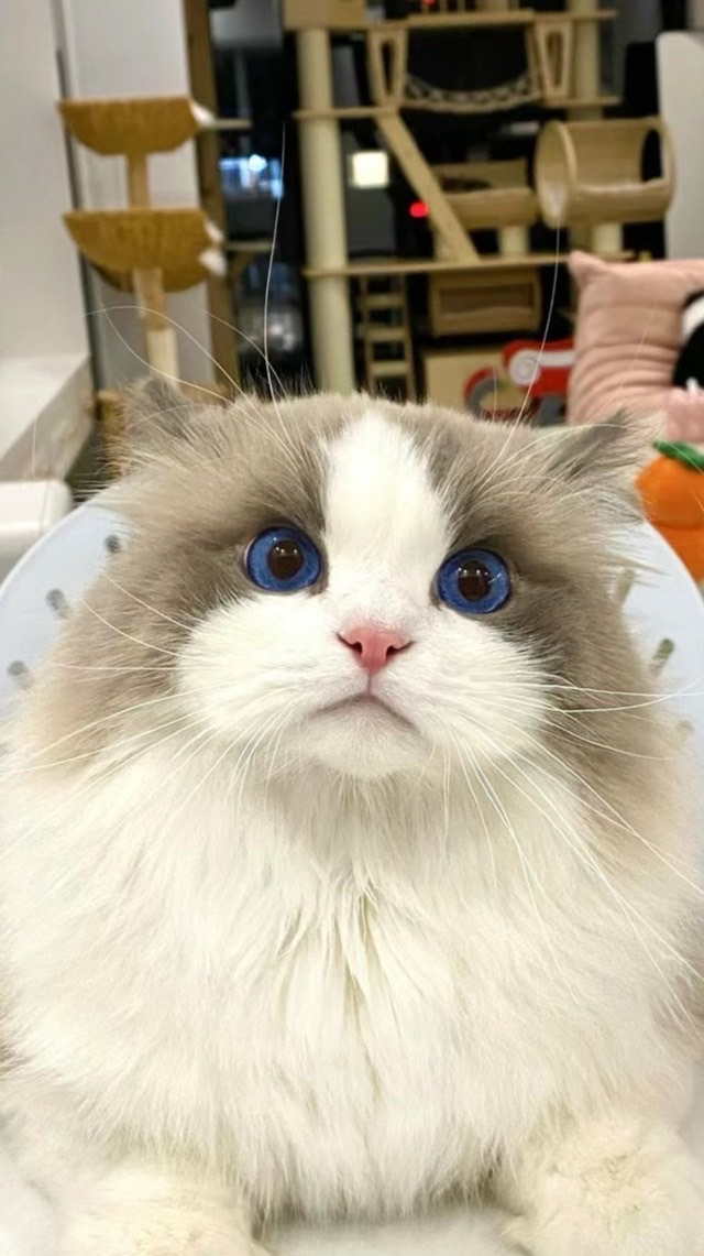 寵物品種貓
