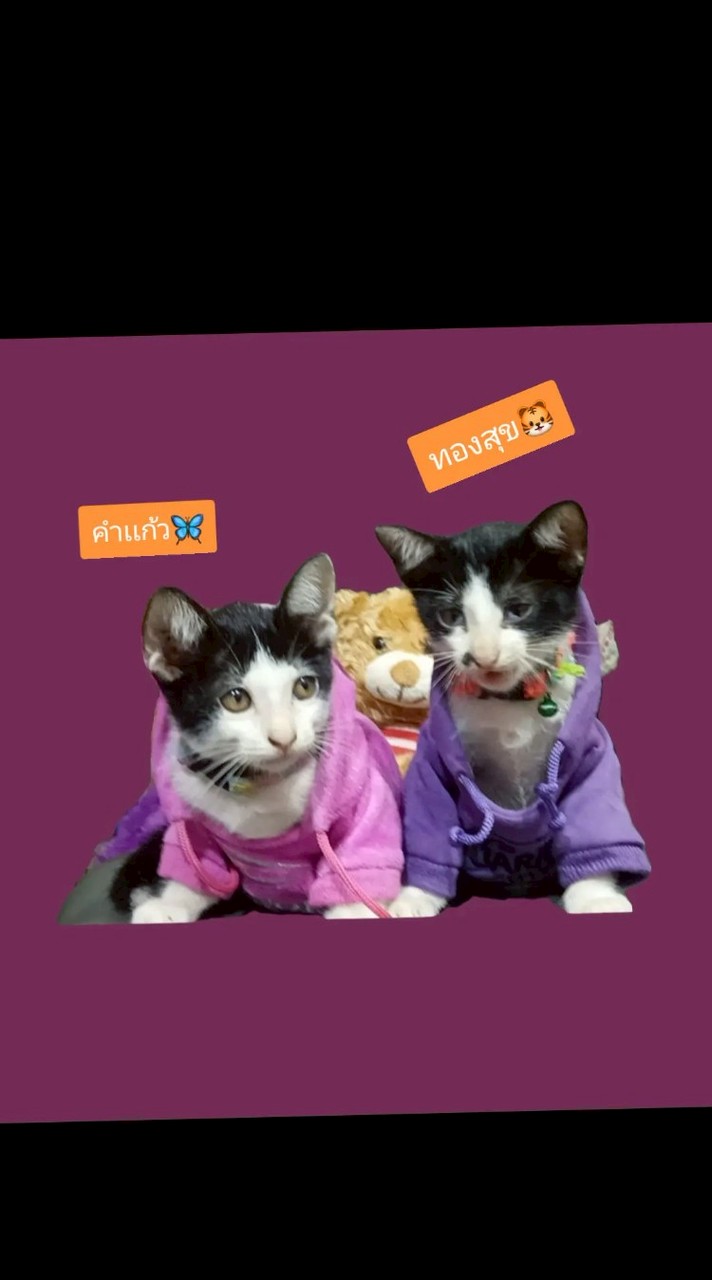 บ้านกระเป๋า11rawitsara