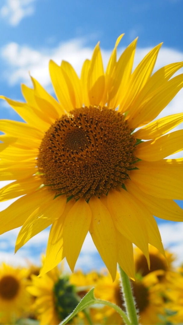 🌻40代R∞M🌻同世代の楽しい雑談🌻ライブトーク🌻アラフォー🌻素敵なオフ会🌻
