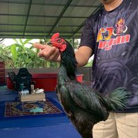 ซุ้มปิ่นทองฟาร์มนครปฐม