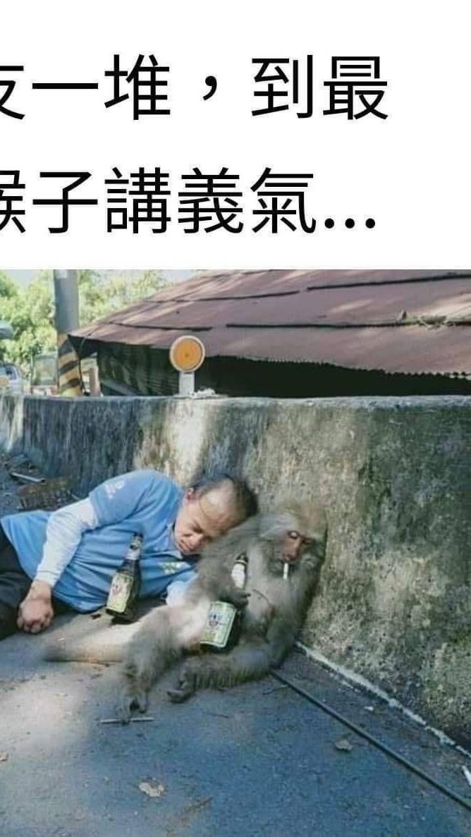 笑死猴子🐒