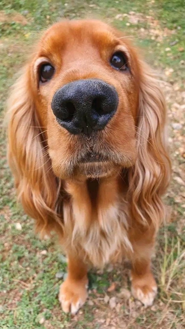 Cocker the long ear buddy