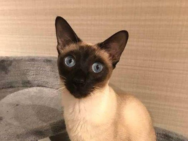 人気猫「シャム」の毛柄のヒミツ「ポイントカラー」って？（ねこのきもちNEWS）
