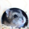 ✨ハムスター飼ってる人の情報共有場✨