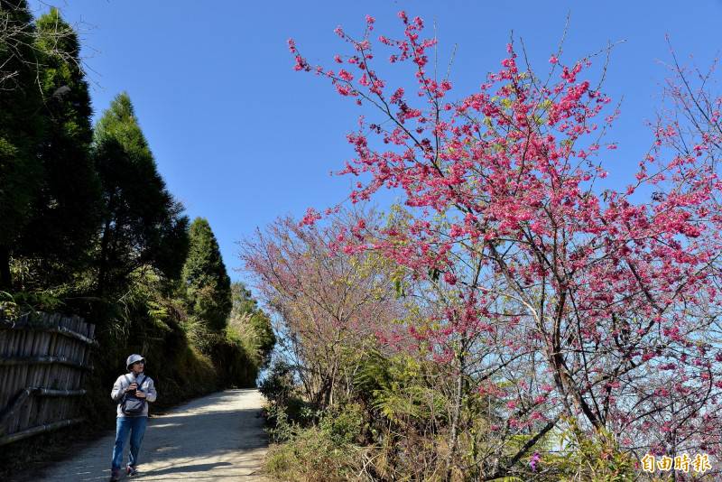 選後外出賞花高雄寶山二集團櫻花綻放 自由電子報 Line Today