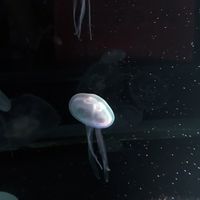 不 登 校 集 ま れ