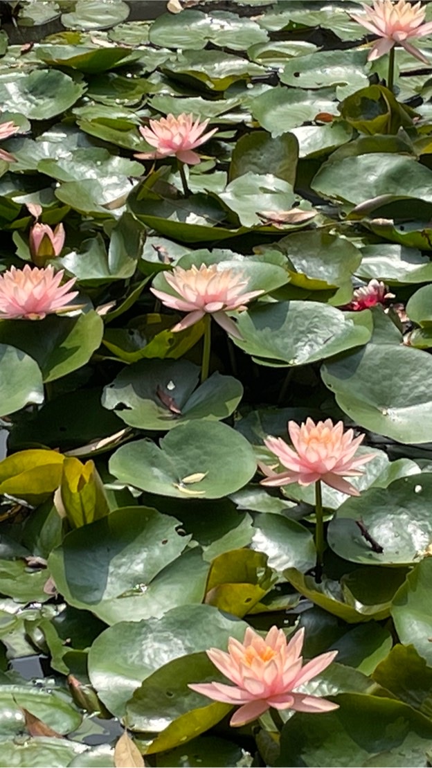 跟著奧莉薇玩芳療