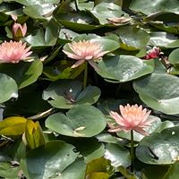 跟著奧莉薇玩芳療