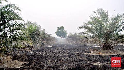 400 Ha Kawasan Konservasi Banyuasin Terbakar Satwa Terancam