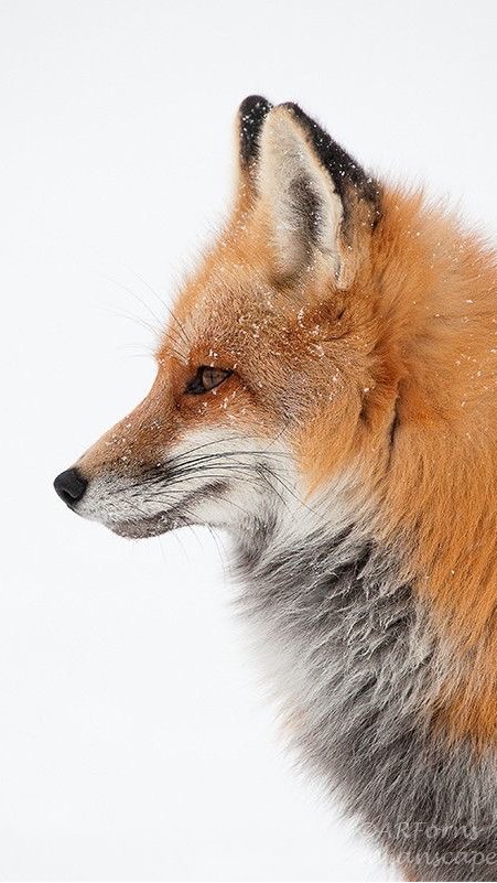 แก๊งจิ้งจอกคำราม🦊