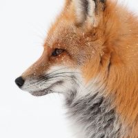 แก๊งจิ้งจอกคำราม🦊