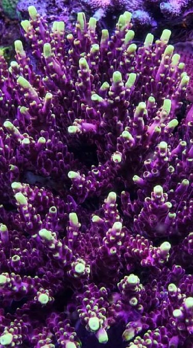 海水魚珊瑚設備買賣明碼社團fb搜尋藍洋洋