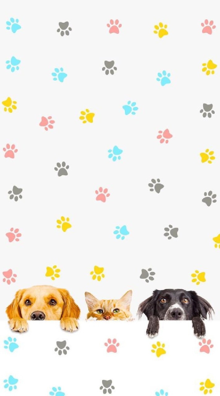 พัฒนาสุนัขและแมว🐕🐈