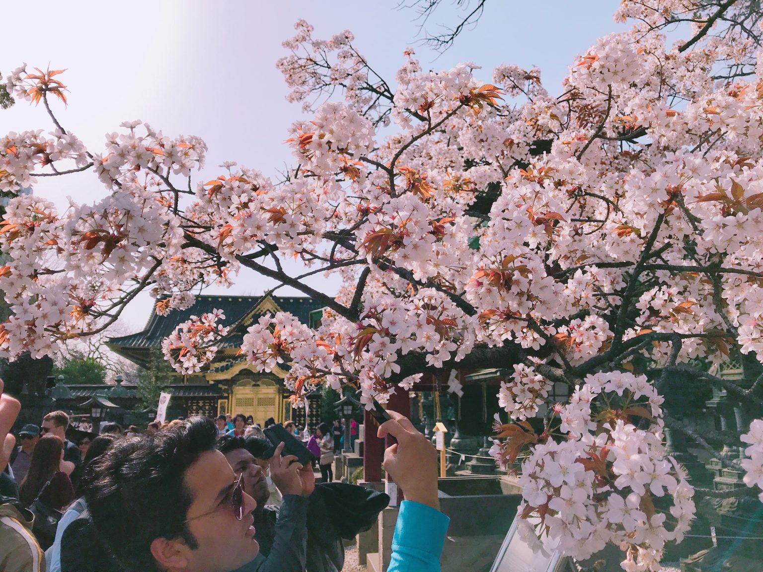 校園、墓園才是東京人賞櫻秘境？上野公園周遭三大櫻花祭熱點