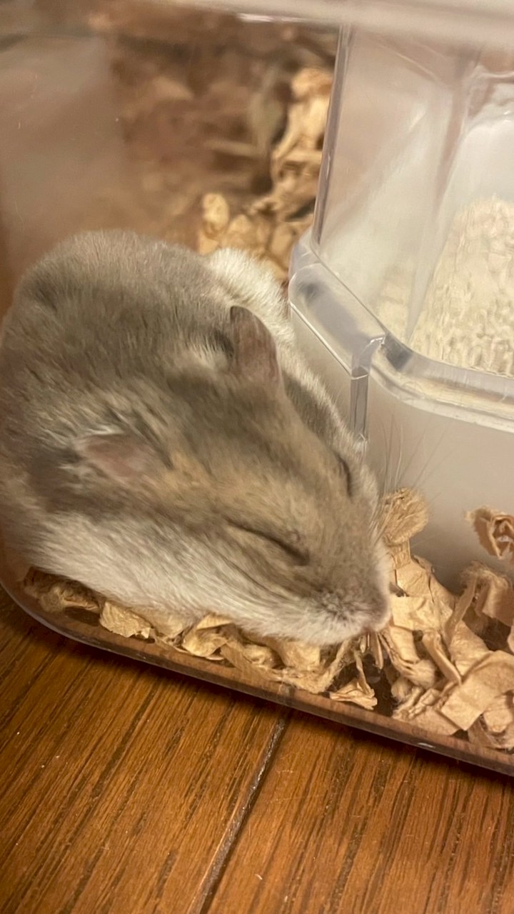 ラテるるカップル🫶