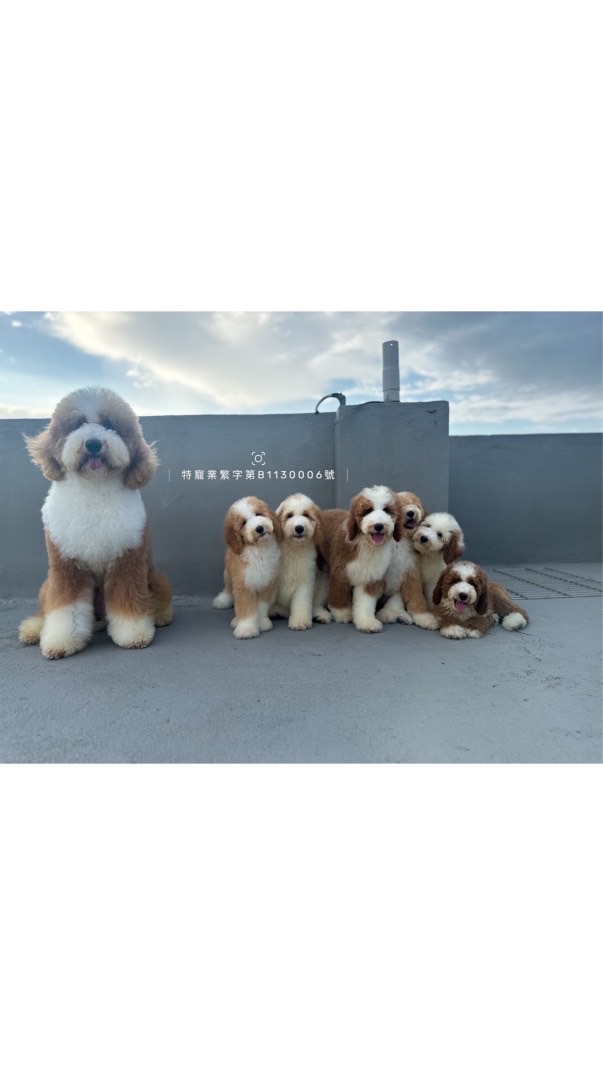 愛玩家 🐩標準型貴賓 （巨貴）家族💘