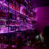 ワンドリンク別 ： kmt緩也ハント