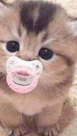 บอทไอจีรวมตัวคั๊บบ🥺🌷