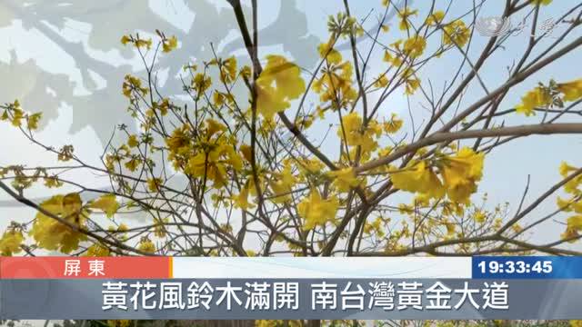 網美集合 黃花風鈴木開了前進南台灣黃金大道 大愛新聞影音 Line Today