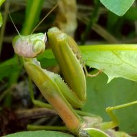 小中学生限定の虫好きの人集まれ〜！！！専門的な知識持ってる人でも！ただ虫取るのが好きな人でも！