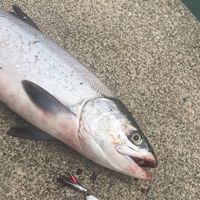 北海道サケ、サクラマス🌸オープンチャット