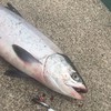 北海道サケ、サクラマス🌸オープンチャット