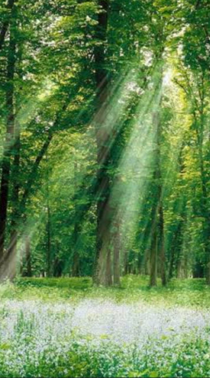 悩み相談　癒し部屋🍀こもれび🍀
