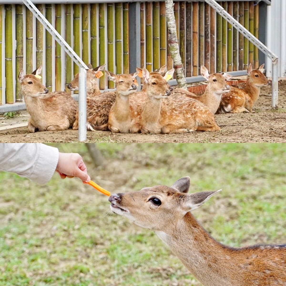 最低50元玩整天！2023新開幕６家「親子農場」：近距離餵水豚、１日小小蔥農