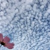 八木重吉さんの詩•坂村真民さんの詩（人生の杖言葉など）