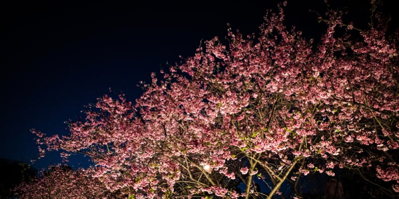 知ってたら鼻高 桜にまつわる言葉 意味は 花明かり 花曇り 花冷え 花疲れ 花筏 はないかだ 気象予報士 太田絢子が解説 Oggi