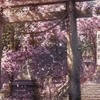 [オリキャラなりきり！]🌸幻想桜雨苑☔(仮)