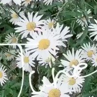架空アイドル事務所　　　　　　　❀flowers❀